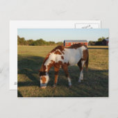 Quarterhorse 4 briefkaart (Voorkant / Achterkant)