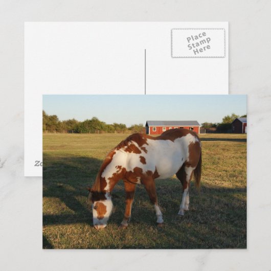 Quarterhorse 4 briefkaart (Voorkant / Achterkant)