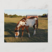 Quarterhorse 4 briefkaart (Voorkant)