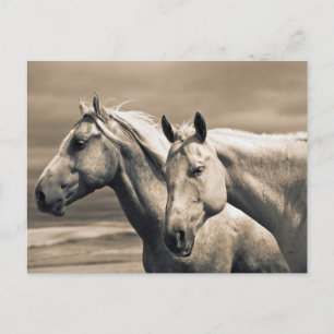 Quarterpaarden op Canadese Prairie Briefkaart