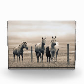 Quarterpaarden op Canadese Prairie Fotoblokken (Voorkant)