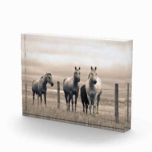 Quarterpaarden op Canadese Prairie Fotoblokken (Rechts)