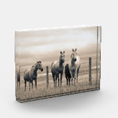 Quarterpaarden op Canadese Prairie Fotoblokken (Links)