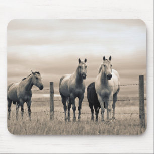 Quarterpaarden op Canadese Prairie Muismat