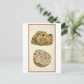 Quartzose Pudding Stone Mineralogie Illustratie Briefkaart (Staand voorkant)