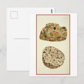 Quartzose Pudding Stone Mineralogie Illustratie Briefkaart (Voorkant / Achterkant)