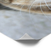 Quasi-Poster Poster (Hoek)