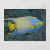 Queen Angelfish Briefkaart (Voorkant)