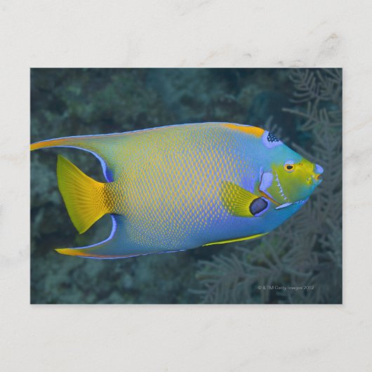 Queen Angelfish Briefkaart (Voorkant)