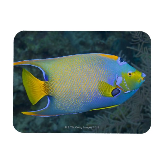 Queen Angelfish Magneet (Horizontaal)
