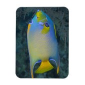Queen Angelfish Magneet (Verticaal)