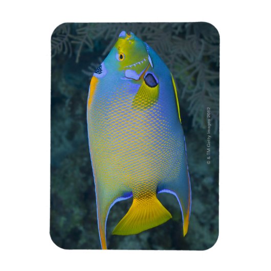 Queen Angelfish Magneet (Verticaal)