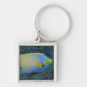 Queen Angelfish Sleutelhanger