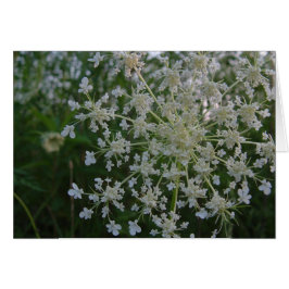 Queen Anne's Lace