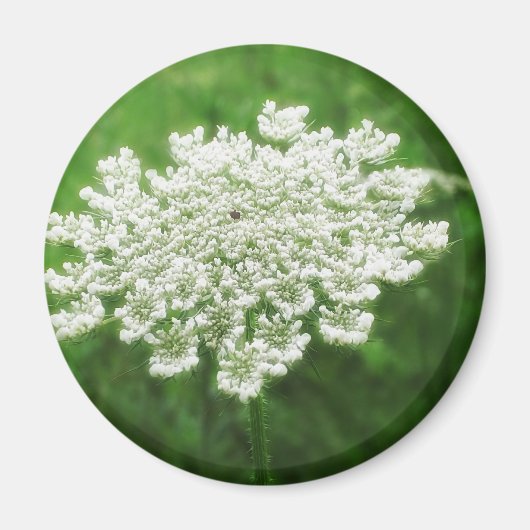 Queen Anne's Lace 1 (Wilde Wortel) Magneet (Voorkant)