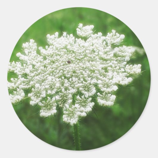 Queen Anne's Lace 1 (Wilde Wortel) Ronde Sticker (Voorkant)
