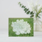 Queen Annes Lace Briefkaart (Staand voorkant)