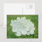 Queen Annes Lace Briefkaart (Voorkant / Achterkant)