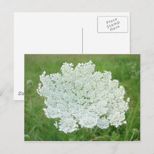 Queen Annes Lace Briefkaart (Voorkant / Achterkant)