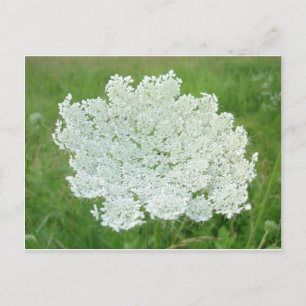 Queen Annes Lace Briefkaart