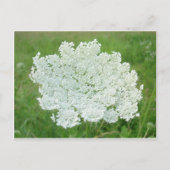 Queen Annes Lace Briefkaart (Voorkant)