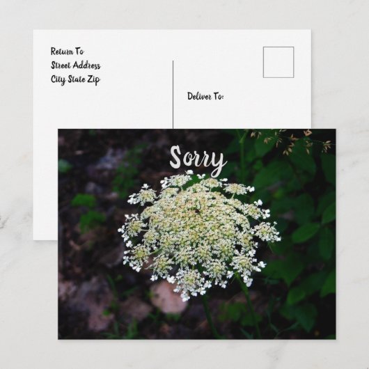 Queen Anne's Lace Briefkaart (Voorkant / Achterkant)