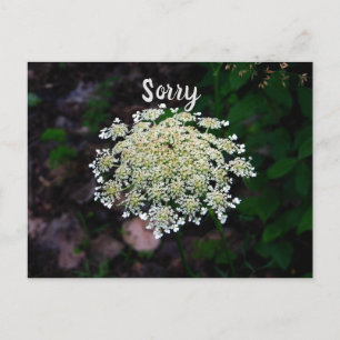 Queen Anne's Lace Briefkaart