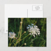 Queen Anne's Lace Briefkaart (Voorkant / Achterkant)