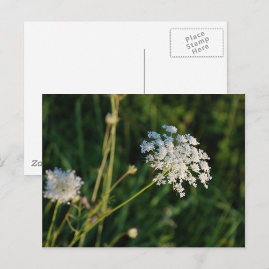 Queen Anne's Lace Briefkaart (Voorkant / Achterkant)