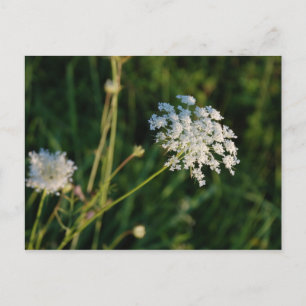 Queen Anne's Lace Briefkaart