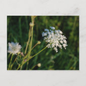 Queen Anne's Lace Briefkaart (Voorkant)