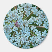 Queen Anne's Lace Flowers Magneet (Voorkant)