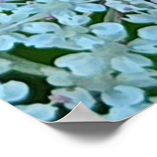 Queen Anne's Lace Flowers Poster (Hoek)