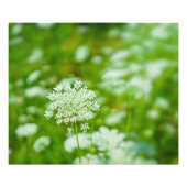 Queen Anne's Lace Foto Afdruk (Voorkant)