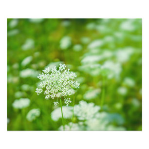 Queen Anne's Lace Foto Afdruk