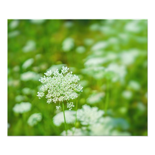 Queen Anne's Lace Foto Afdruk (Voorkant)