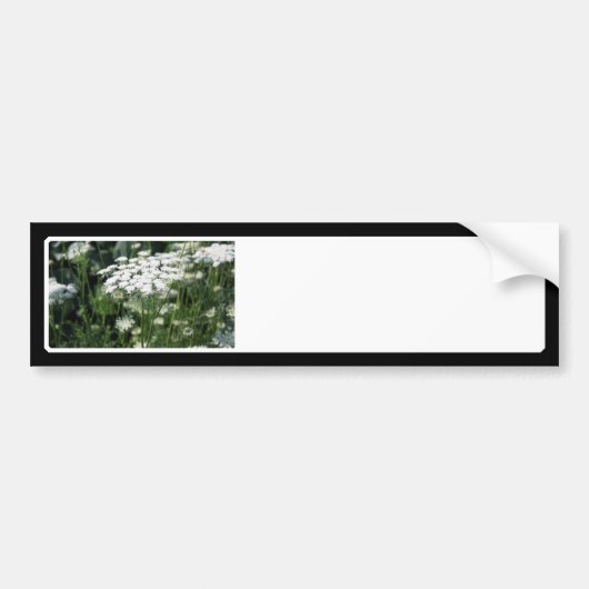 Queen Anne's Lace in een veld Bumpersticker (Voorkant)