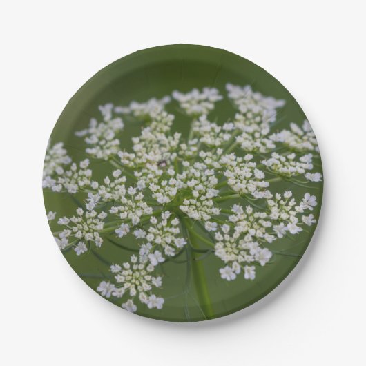 Queen Anne's Lace Papieren Bordje (Voorkant)