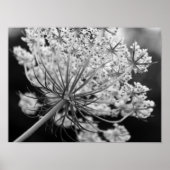 Queen Anne's Lace Poster (Voorkant)