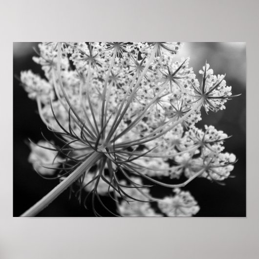 Queen Anne's Lace Poster (Voorkant)