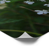 Queen Anne's Lace Poster (Hoek)