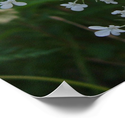 Queen Anne's Lace Poster (Hoek)