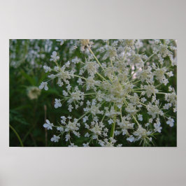 Queen Anne's Lace Poster