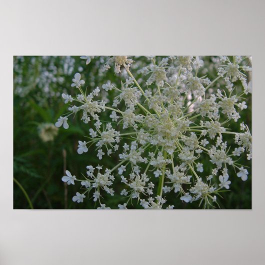 Queen Anne's Lace Poster (Voorkant)