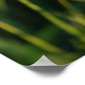 Queen Anne's Lace Poster (Hoek)