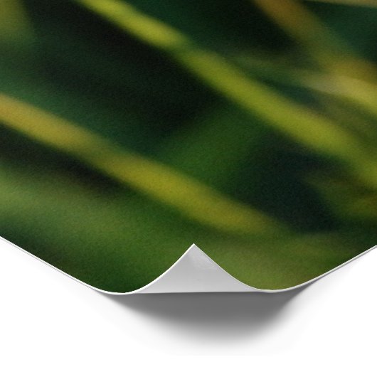 Queen Anne's Lace Poster (Hoek)