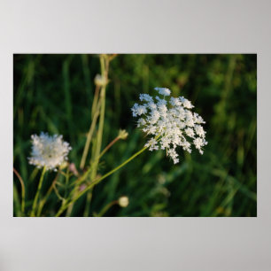 Queen Anne's Lace Poster