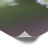 Queen Anne's Lace Poster (Hoek)