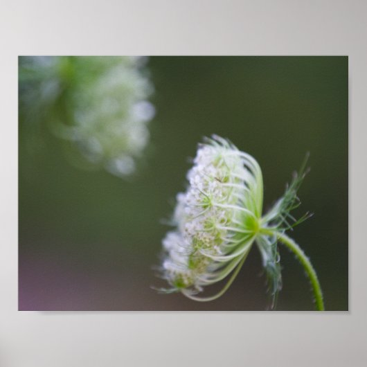 Queen Anne's Lace Poster (Voorkant)