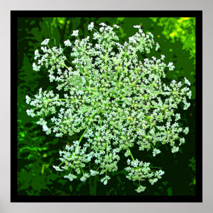 Queen Anne's Lace Poster